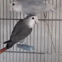 جفت برزیلی مولد و جوجه سرلاکی