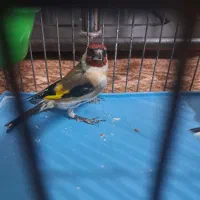 سهره نر پیام بدین بتون بگم|پرنده|همدان, |دیوار