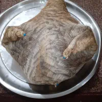 هیزه|ظروف نگهدارنده، پلاستیکی، یک‌بارمصرف|اندیمشک, |دیوار