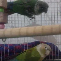 پرنده گرینجیک