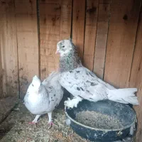 جفت سرور|پرنده|بندرعباس, |دیوار