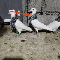 کبوتر طوقی سینه ای