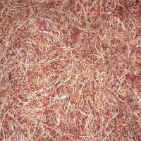 ریشه زعفرون امسالی