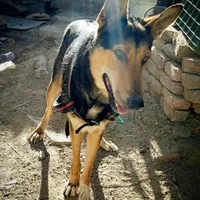 سگ ژرمن