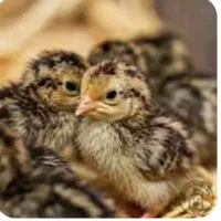 جوجه 1 روزه بلدرچین