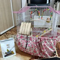 کوتوله برزیلی نر وماده