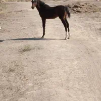 اسب نژاد دره شور شریف یه کره هم داره|اسب و تجهیزات اسبسواری|سیرجان, |دیوار