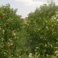 خدمات پیوند و فروش پیوند پسته