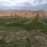 فروش زمین باغی|فروش زمین و ملک کلنگی|شهمیرزاد, |دیوار