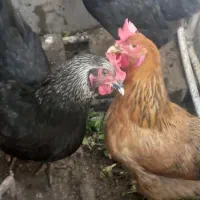 ۳ عدد مرغ جوان وتخم گذار خانگی|حیوانات مزرعه|تهران, اتابک|دیوار