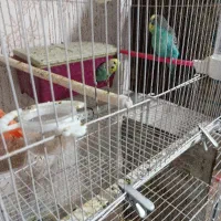 مرغ عشق|پرنده|فاروج, |دیوار