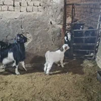 بز همراه بزغاله