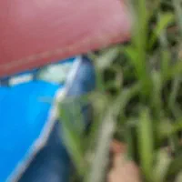 تخریب و کنده کاری