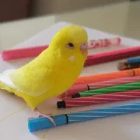 مرغ عشق هلندی نر . چشم قرمز