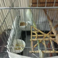 عروس هلندی|پرنده|محمدشهر, شهرک پیام (مهرالبرز)|دیوار