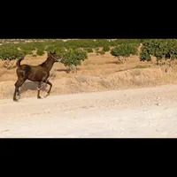 کره مادیون ترک|حیوانات مزرعه|شیراز, میرزاکوچک خان|دیوار