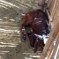 120000000|حیوانات مزرعه|درب بهشت, |دیوار