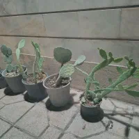 گلدان کاکتوس طبیعی  خانگی ۵ عدد