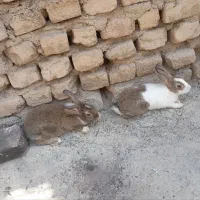 خرگوش خرگوش قشنگ