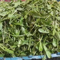 سوز.ی زمانتی