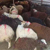 همه وزنه ارسال گوسفند در محل زنده وفول امکان|حیوانات مزرعه|تهران, توحید|دیوار