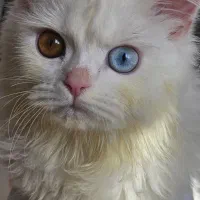 فروش گربه چشم تا به تا