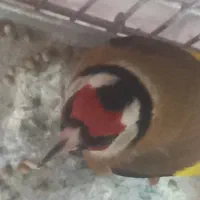 سهره رسمی خفن|پرنده|شاهرود, |دیوار