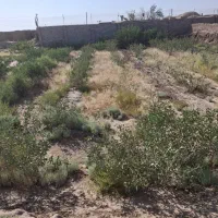 فروش زمین مناسب گاوداری،گلخانه،اسطبل،گلخانه|فروش زمین و ملک کلنگی|رفسنجان, |دیوار