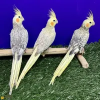 دو جفت عروس هلندی معاوضه با مرغ و خروس|پرنده|شاهرود, |دیوار