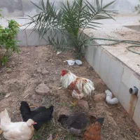 تخم مرغ نطفه دار