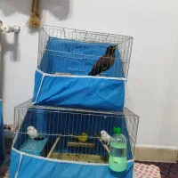 پرند مرغ مینا ومرغ عشق