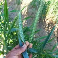 گندم ال 90 بوجاری وبذر مال