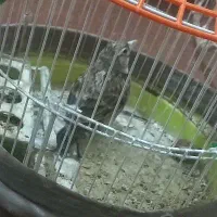 ۲تا طوقی|پرنده|تربت جام, شهید غلام زاده|دیوار