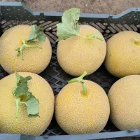 ملون دورنگ موجود