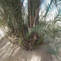 پاجوش نخل|گل و گیاه طبیعی|شادگان, |دیوار