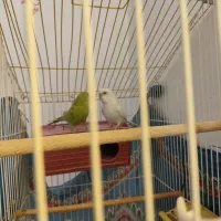 مرغ عشق|پرنده|کرمان, |دیوار