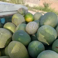خربزه ی سبز اردکانی