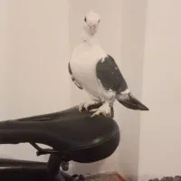 گمشده|حیوانات|ایلام, |دیوار