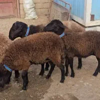 گوسفند افشار همو و هترو|حیوانات مزرعه|شیراز, وصال|دیوار