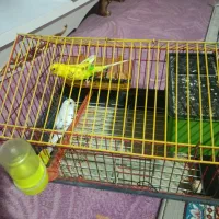 ی جفت مرغ عشق