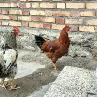 دو عدد مرغ نَر و ماده