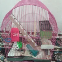 قفس عروس هلندی