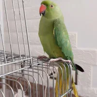 طوطی ملنگو نر|پرنده|پیشوا, |دیوار