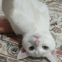 گربه