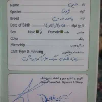 پامرانیان خرسی.جک راسل.هاسکی.ژرمن بلک.گربه|سگ|مشهد, شاهد (شهرک غرب)|دیوار