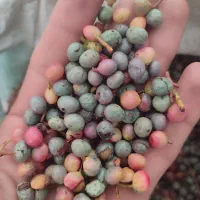 بنه سبز تازه|خوردنی و آشامیدنی|شیراز, تاچارا|دیوار