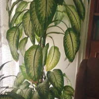 گل دیفن باخیا فروشی