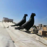 زیل نرو ماده