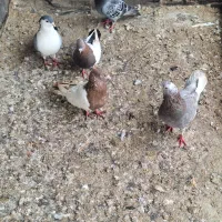 کبوتر فروشی|پرنده|مشهد, فرخد|دیوار