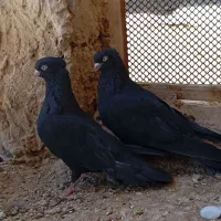 کبوتر زاغ آبادانی